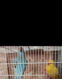 Parrocchetti dal collaree