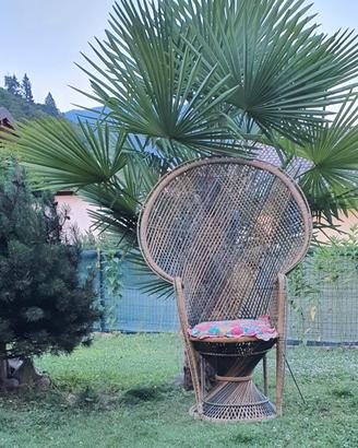 poltrona in vimini 