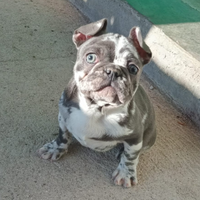 Cuccioli bulldog lilac merle