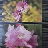 7 cartoline fiori vintage da foto di P. Saltarelli