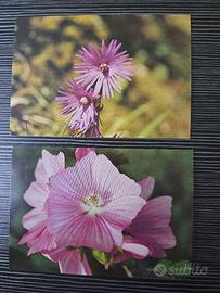 7 cartoline fiori vintage da foto di P. Saltarelli