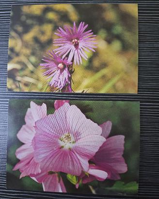 7 cartoline fiori vintage da foto di P. Saltarelli