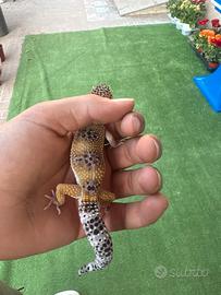 Geco leopardino