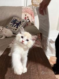 Cuccioli di gatto ragdoll