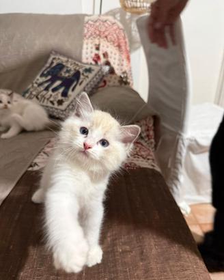 Cuccioli di gatto ragdoll