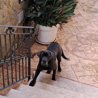 Cane corso femmina
