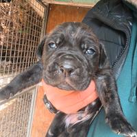 Cuccioli di cane corso