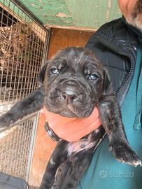 Cuccioli di cane corso