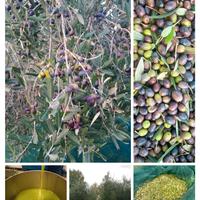 raccolta olive