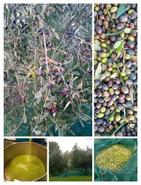 raccolta olive