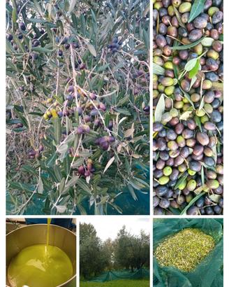 raccolta olive