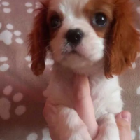 Cucciolo maschio di cavalier King