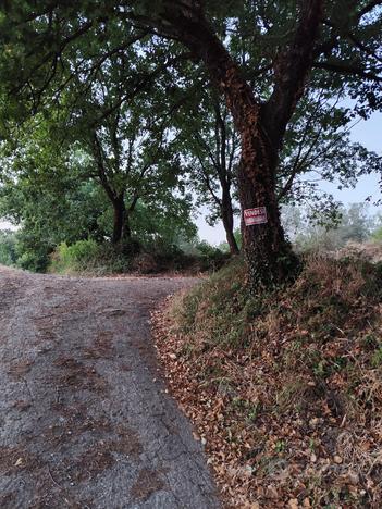 Uliveto terreno agricolo