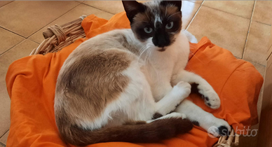 Gattini dolcissimi sterilizzati catania