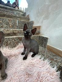 Gatti sphynx