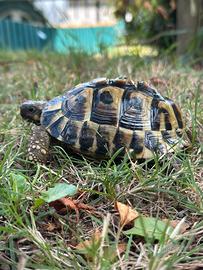 Testudo Hermanni BT (Boettgeri) con CITES