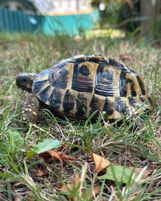 Testudo Hermanni BT (Boettgeri) con CITES