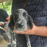 Setter inglese