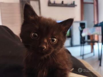 Gatto nero