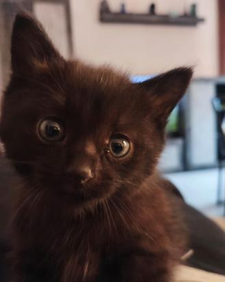 Gatto nero