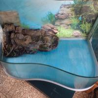 acquario tartarughe 