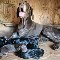 Cucciolata mirata di kurzhaar