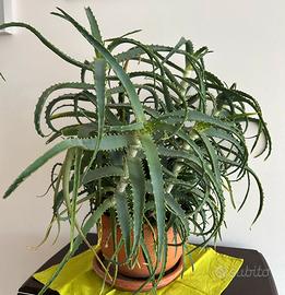 Pianta aloe vera