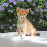 Cucciolina femmina di Shiba Inu rossa