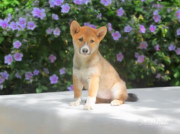 Cucciolina femmina di Shiba Inu rossa