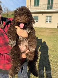 Lagotto romagnolo