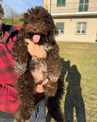 Lagotto romagnolo