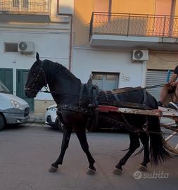 Castrone Murgese