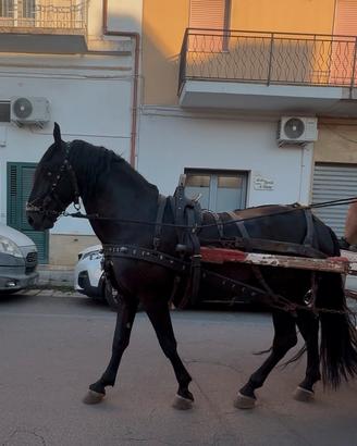 Castrone Murgese