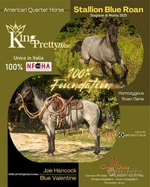 Stallone Quarter Horse 100% NFQHA Blue Roan