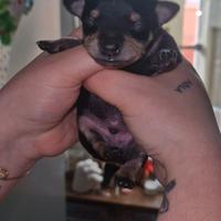 Ultimo cucciolo nero Chipin disponibile