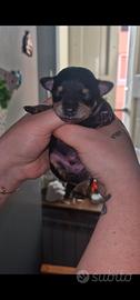 Ultimo cucciolo nero Chipin disponibile