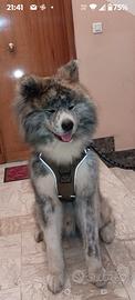 Akita inu con pedigree Anci