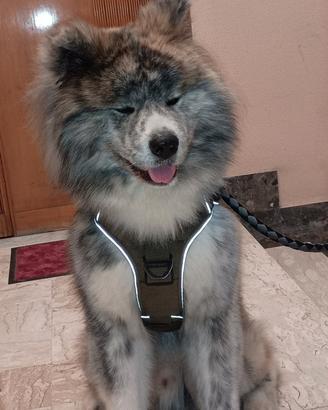 Akita inu con pedigree Anci