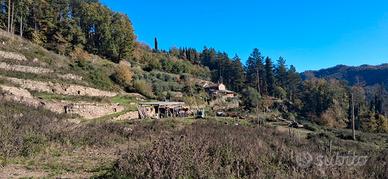 Carmignanello colonica in pietra con 10 ettari di