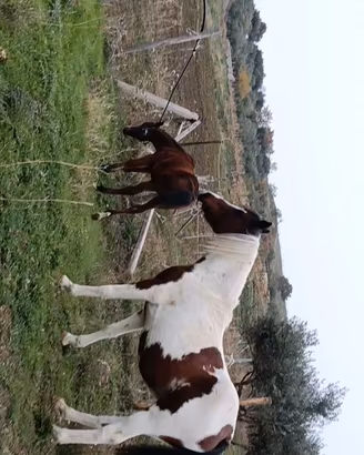 Cavalla pezzata
