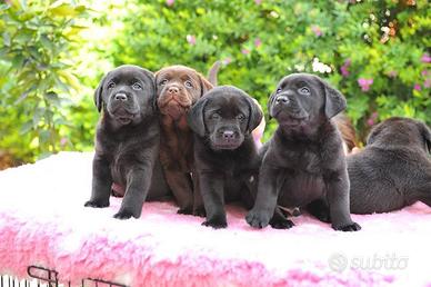 Cuccioli di labrador chocolate