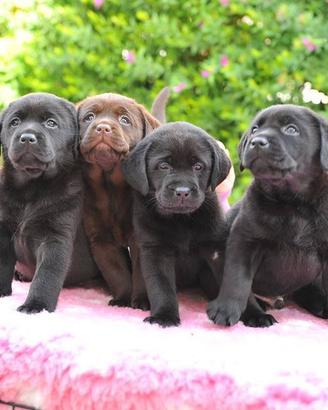 Cuccioli di labrador chocolate