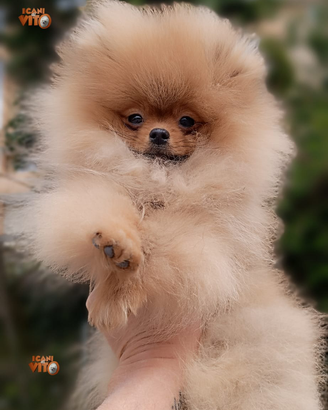 Spitz tedesco, volpino di Pomerania