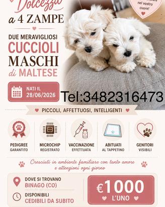 Cucciolo di maltese