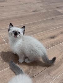 Ragdoll