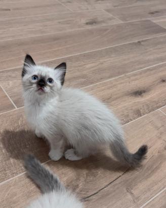 Ragdoll