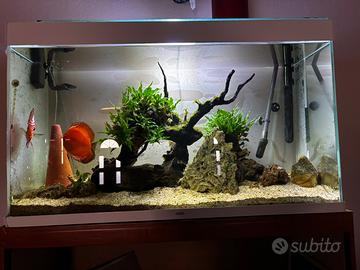 acquario