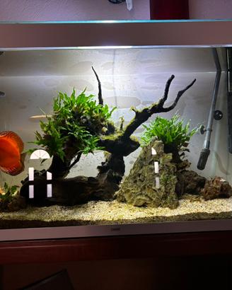 acquario