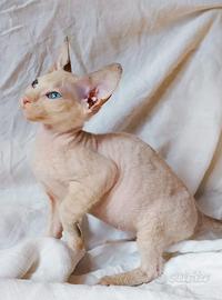 Gattina don sphynx ( con imperfezione)