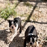 Boston Terrier
